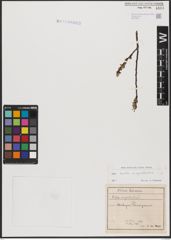 Foto von Salix aurita L. x Salix myrtilloides L.